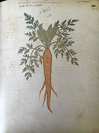 Carrot, Juliana Anicia Codex.jpg