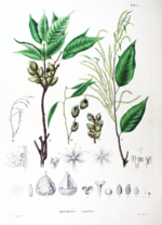 Thumbnail for Castanopsis cuspidata