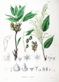 Castanopsis cuspidata -lajin emi- (vas.) ja hedekukintoja.