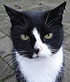 Schwarz-weiße Katze – deutlich erkennbar ist der über die Nase verlaufende Wechsel der Fell- und damit auch der Hautfarbe