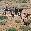 Thumbnail for Cattle drives in the United States