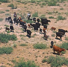 Cattle drives in the United States movement of cattle on the hoof in America