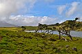 * Nomination Azores junipers at Capitão Lake, Azores. --The Cosmonaut 01:43, 10 June 2024 (UTC) * Promotion  Support Good quality. --Mike Peel 16:40, 11 June 2024 (UTC)