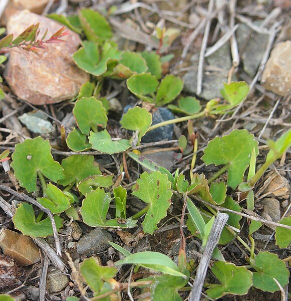 File:Centella asiatica.jpg