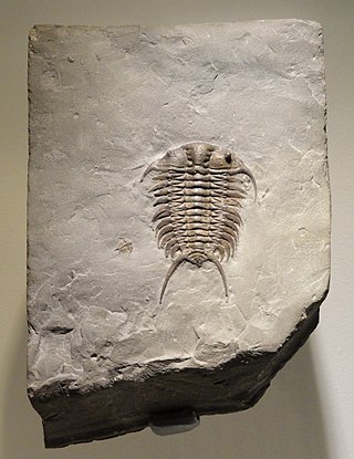 <i>Ceraurus</i> Genus of trilobites