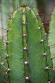 Cereus hexagonus in the Botanic Garden, Adelaide, South Australia