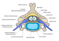 Cross-section of a spinal vertebra with the spinal cord in the centre (and grey matter labelled).