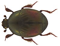 Saprininae