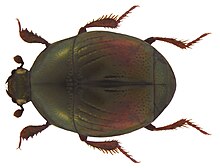 Chalcionellus krikkeni Kanaar, 1983 (5296430862).jpg