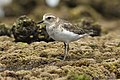 Double-banded Plover (Charadrius bicinctus) non-breeding plumage, Boat Harbour, New South Wales, Australia