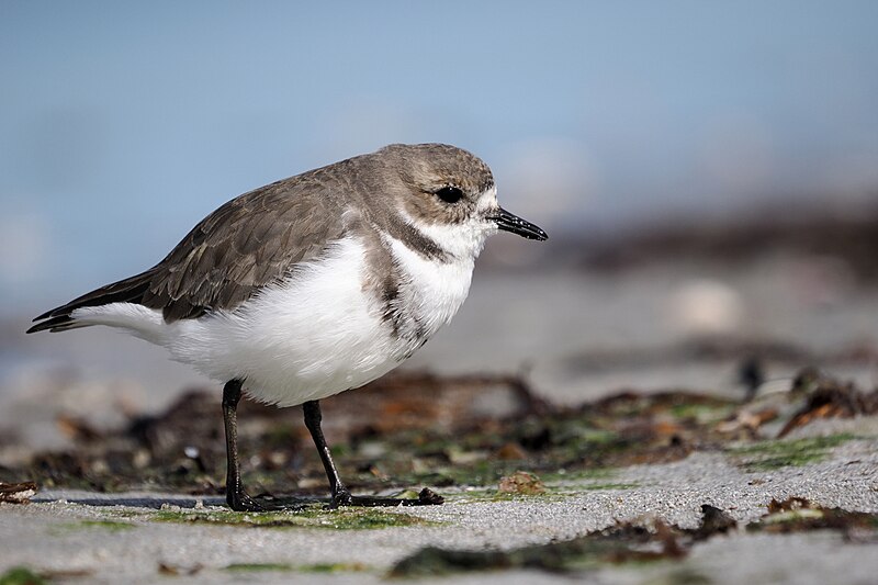 File:Charadrius falklandicus, Lafonia, East Falkland, Falkland Islands 7.jpg