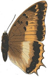<i>Charaxes phoebus</i> Species of butterfly