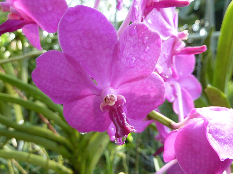 File:Chiang Mai Orchids P1110363.JPG