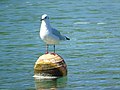 Chroicocephalus ridibundus Gaviota reidora