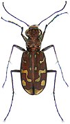 Cicindela flexuosa