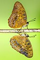 * Nomination Close wing Basking of Phalanta phalantha (Drury, 1773) - Common Leopard. By User:Anitava Roy --Bodhisattwa 13:56, 6 July 2023 (UTC) * Decline  Oppose The fake background goes too far here, with many editing issues --Poco a poco 18:45, 6 July 2023 (UTC)