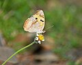 * Nominācija: Close wing Nectaring of Junonia hierta (Fabricius, 1798) - Yellow Pansy (Male) --Sandipoutsider 19:51, 22 May 2024 (UTC) * * Nepieciešama recenzija