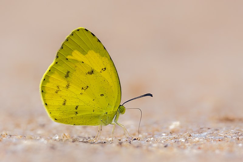 File:Close wing moisture sucking of Eurema hecabe (Linnaeus, 1758) - Common Grass Yellow (3) WLB.jpg