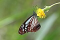 * Nomination: Close wing nectaring position of Parantica melaneus (Cramer, 1775) - Chocolate Tiger. By User:Thamblyok --Atudu 08:35, 13 May 2024 (UTC) * * Review needed