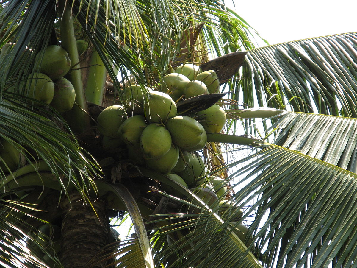  Kelapa MATAG  Wikipedia Bahasa Melayu ensiklopedia bebas