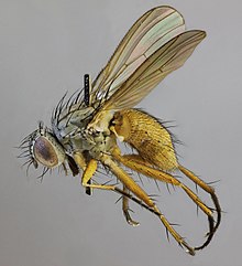 Coenosia mollicula, Nant Gwrtheyrn, Nordwales, Juli 2012 (16594007837) .jpg