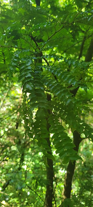 <i>Cojoba costaricensis</i> Species of flowering plants