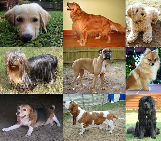Collage of Nine Dogs