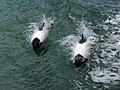 Commerson's dolphins (Cephalorhynchus commersonii) in the Strait of Magellan.jpg