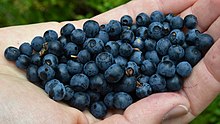 Common Bilberry (Vaccinium myrtillus) - Bergen, Norway 2021-07-31 (03).jpg