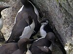 Common Guillemot Chick.jpg