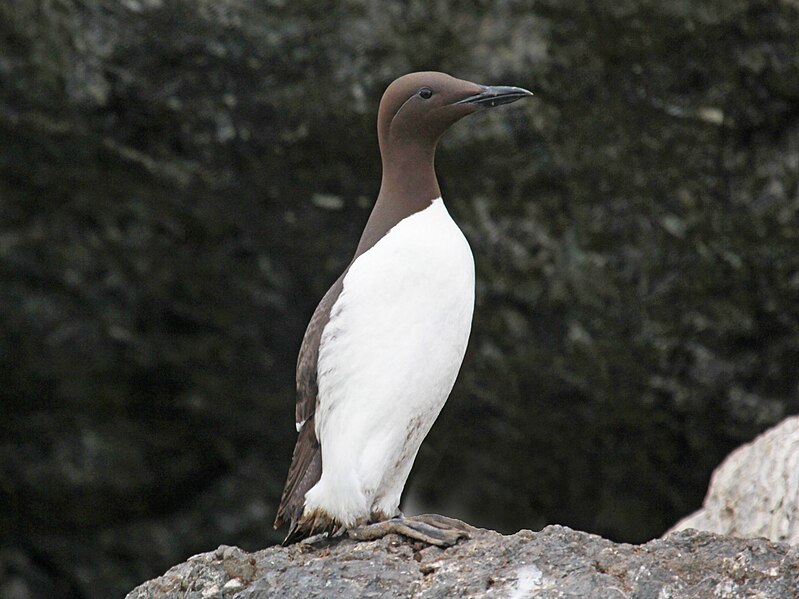 File:Common Murre RWD2.jpg