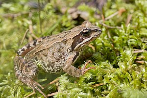 Common frog (Rana temporaria).jpg