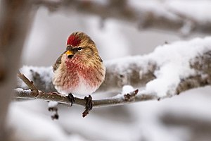 Common Redpoll