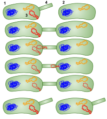 1: Donor bacteria cell (F+ cell) 2: Bacteria that receives the plasmid (F- cell) 3: Plasmid that will be moved to the other bacteria 4: Pilus. Conjugation in bacteria using a sex pilus; then the bacteria that received the plasmid can go give it to other bacteria as well. Conjugation HGT in Bacteria.svg