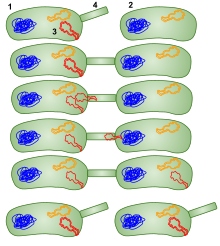 1: Donor bacterium cell (F+ cell) 2: Bacterium that receives the plasmid (F- cell) 3: Plasmid that will be moved to the other bacterium 4: Pilus. Conjugation in bacteria using a sex pilus; then the bacterium that received the plasmid can go give it to other bacteria as well. Conjugation HGT in Bacteria.svg