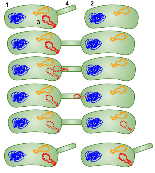 File:Conjugation HGT in Bacteria.svg