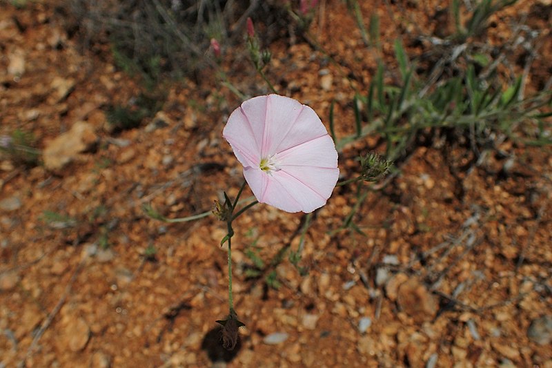 File:Convolvulus cantabrica kz05.jpg