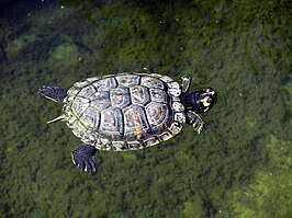 Floridasierschildpad