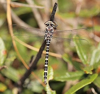 <i>Cordulegaster sayi</i> Species of dragonfly