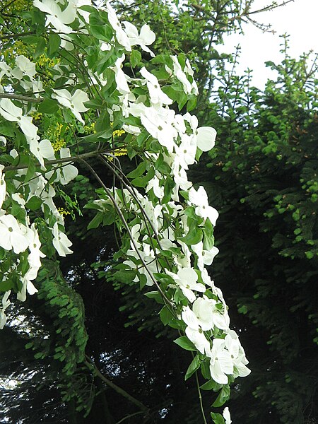 File:Cornus Eddie's White Wonder 01.jpg