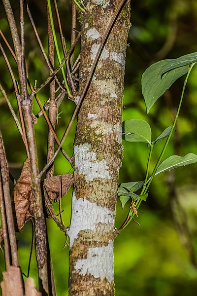 File:Cornus florida in Eastwoodhill Arboretum (1).jpg