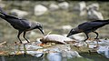 * Nomination Two House crows (Corvus splendens) --GerifalteDelSabana 05:52, 8 August 2018 (UTC) * Promotion  Support - Not perfect (the highlights on the fish may be too bright and the crops of the birds' tail feathers, while fine, IMO, could be objected to), but I think that considering that it's a photo of two crows eating, it's a quality composition and photo. -- Ikan Kekek 05:59, 8 August 2018 (UTC)