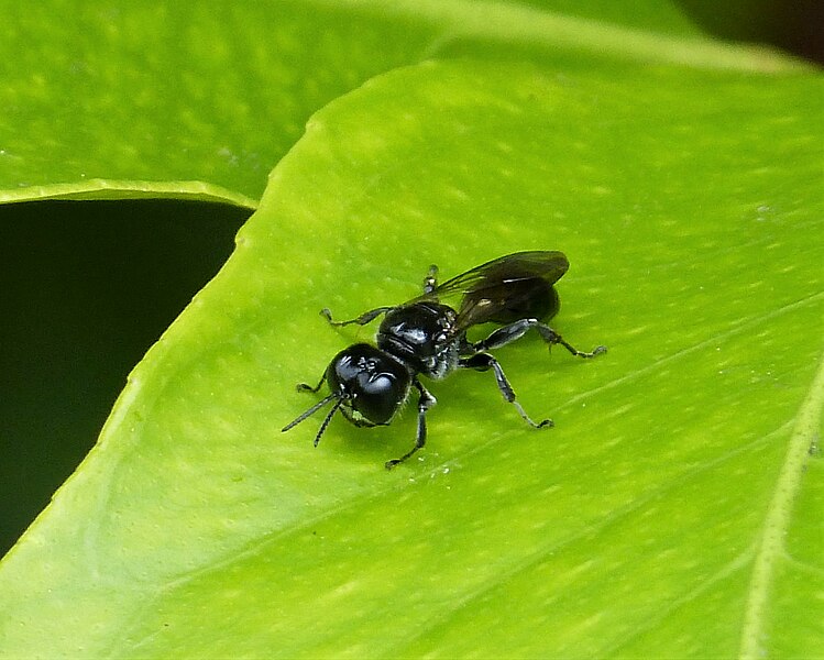 File:Crabronid Wasp. Either Lindenius or Crossocerus sp (36125797812).jpg