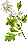 Crataegus monogyna Sturm 08004.jpg