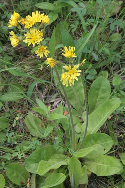 File:Crepis praemorsa (Trauben-Pippau) IMG 0427.JPG