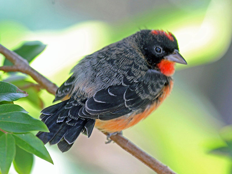 File:Crimson-breasted FinchRWD12a.jpg