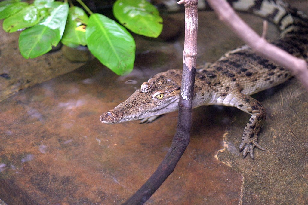 Krokodyl filipiński