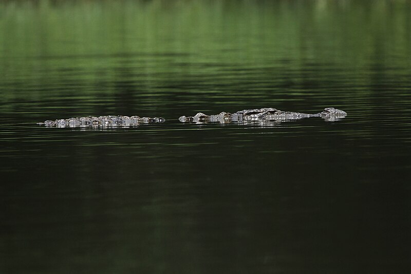 File:Crocodile at Ranganathittu, Mysore, Karnataka.JPG