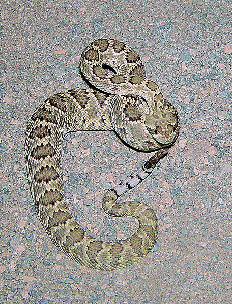 File:Crotalus scutulatus scutulatus 2780341.jpg