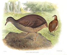 Slaty-breasted tinamous are found in tropical lowland forests CrypturusBoucardiSmit.jpg